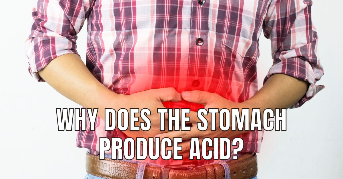 Which Acid and Why Does the Stomach Produce It? | O-Lab